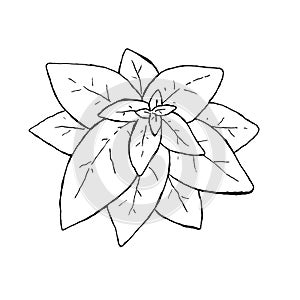 Black and white illustration of some basil leaves