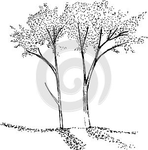 Black white illustration of tree branches. The play of light and shadow.
