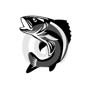 Walleye Fish Jumping Up Isolated Retro Black and White
