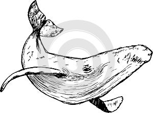 Black white illustration of a whale raising tail in the sea waves. An idea for a tattoo.