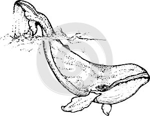 Black white illustration of a whale raising tail in the sea waves. An idea for a tattoo.