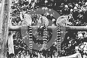 black and white image of 3 ring tailed lemurs sitting on a wooden beam in a zoo. the animals are looking around. the mammals are
