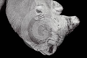 Black and white image of a white rhino photo