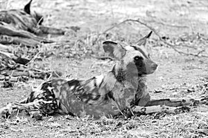 Black and white image of an african wild dog resting on the plains in south luangwa national park, zambia