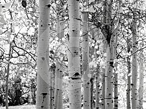 Black and white image of Aspen trees