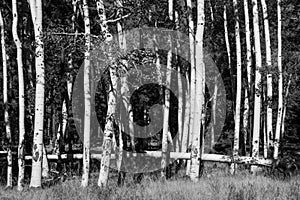 Black and white image of Aspen trees in full sun