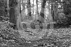 black and white image of autumn woodland walk - stock photo