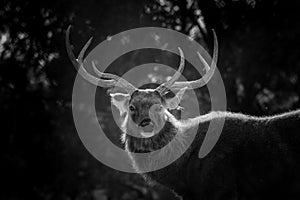 Black and white image of backlit Sambar deer