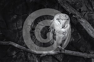 Black and white image of a Barn owl Tyto alba on a perch