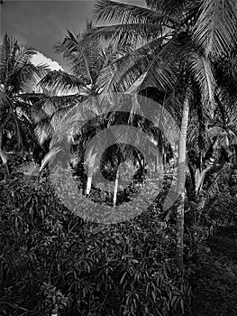 Black and white image of beautiful coconut and mango trees