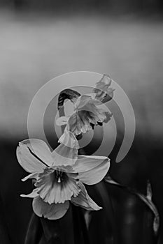 Black and white image of a beautiful Daffodil flowers often seen during Easter and announcing that Spring season