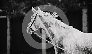 A black-and-white image of a beautiful dappled gray horse being held by the lead rope. Equestrian life