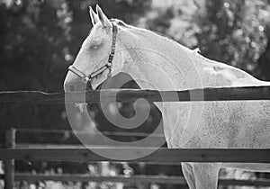 A black-white image of a beautiful grey speckled horse, peacefully dozing in a paddock behind a fence in the summer sunshine. The