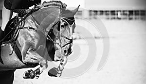 A black-white image of a strong racehorse with a rider in the saddle, who jumps over a high barrier at a show jumping competition