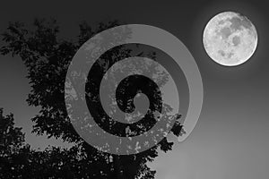 Black and white image of big full moon with silhouette tree on windy freshness clear dark night background.