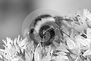 Black and white image of a Bumblebee on Sedum telepium `Matrona