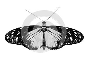 Black and white image of a butterfly