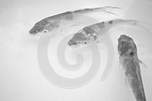 Black and white image of carps in water