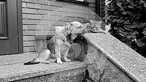 Black and white image of cat with dog sitting on the house porch and waiting for their owner