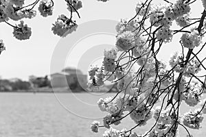 Black and white image of cherry blossoms