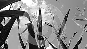 Black and white image of corn plants