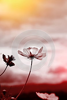 Black and white image Cosmos flower with a pastel colored for background. Blossom flowers blooming beautifully in the field
