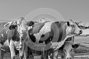 black and white image of cows at a farm