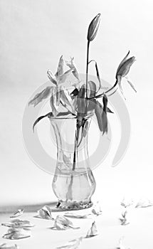 Black and white image of dying flowers in a vase