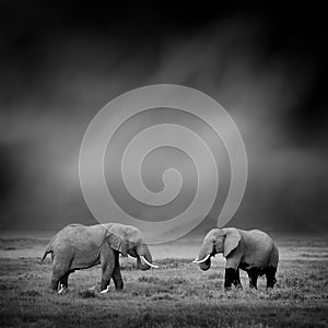 Black and white image of a elephant