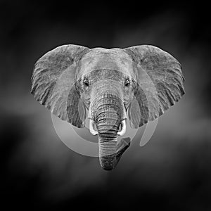 Black and white image of a elephant
