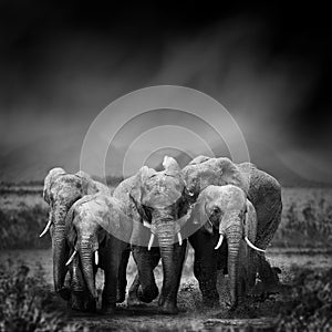 Black and white image of a elephant