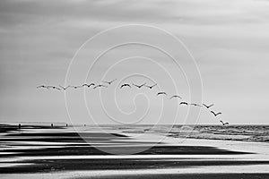 Black and white image of flock of pelicans flying over Wrightsville beach at dawn