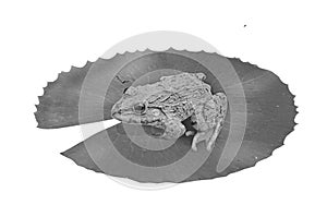 Black and white image of frog on the leaf
