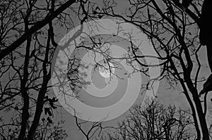 Black and white image of full moon over the trees