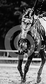 A black-and-white image of a galloping dappled gray horse with a rider in the saddle. Equestrian sports and horse riding