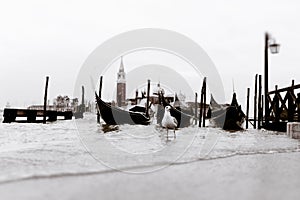 Black and white image of gondolas at the pier in San Marco Square