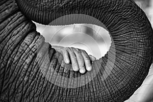 The black and white image of the hand of an old woman placed on the elephant`s trunk