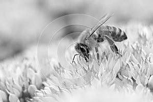 Black and white image of a honey bee on Hylotelephium `Herbstfreude`