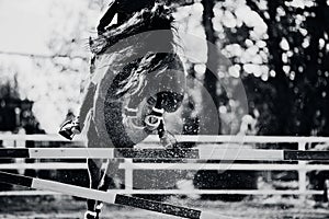 A black-white image of a horse jumping over a barrier, kicking up dust with its hooves. Equestrian sports and show jumping. Horse