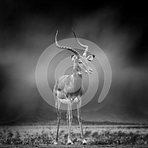 Black and white image of a impala