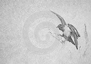 Black and White Image of Large Crow Spreaded Wings on Branch on Card Banner