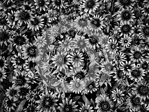 a black and white image of a large group of flowers