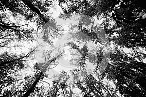 Black and white image of large trees against the sky