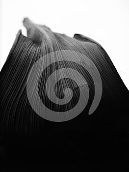 Black and white image of a leaf with grey to black transition on a white background