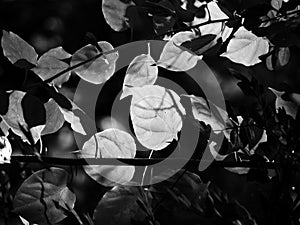 Black and white image of leaves in a dense forest with dappled afternoon sunlight passing through it