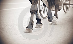 Black and white image of the legs of a horse