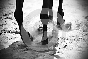 Black-white image of the legs of a horse that runs on the sand, kicking up dust with its hooves, which is illuminated by the sun