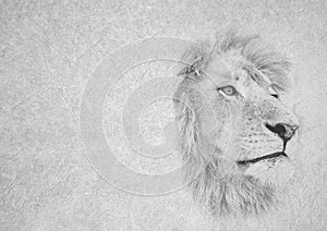 Black and White Image of Lion Face Staring into Distance on Card Banner