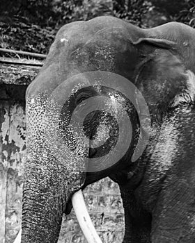 Black and white image of a Male Asian Elephant