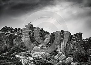 A black and white image of a male klipspringer silhouetted against the sky standing on a boulder on the top of a rocky hill the